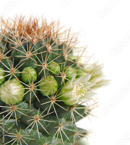 blooming cactus  isolated