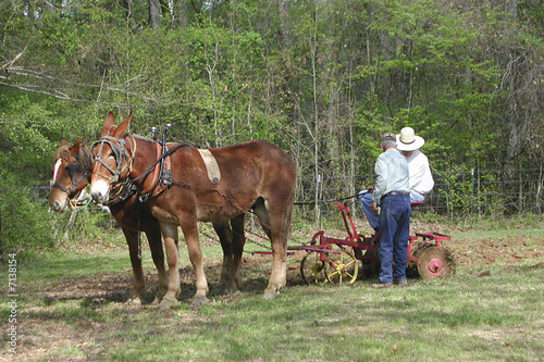 Farmer and Mules Plowing © BONNIE C. MARQUETTE