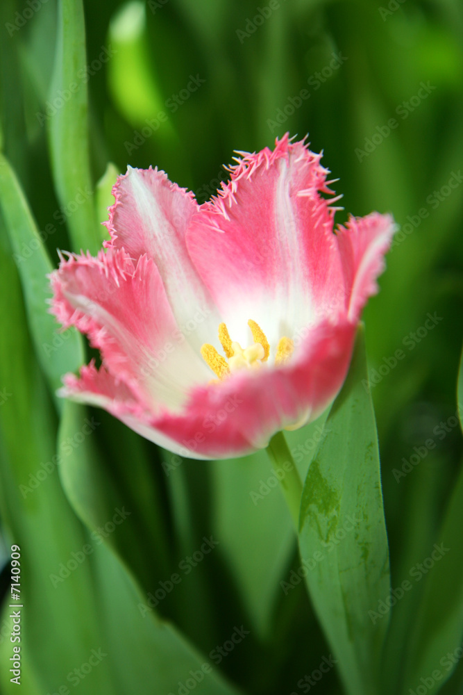 Fototapeta premium Pink and White Flower
