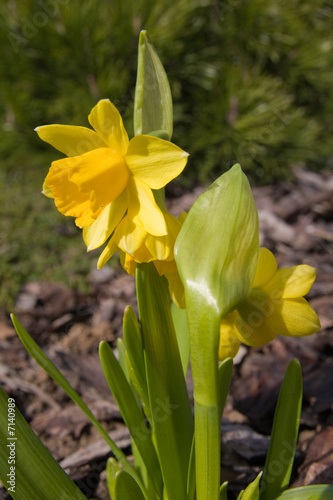 yellow daffodil in the springtime