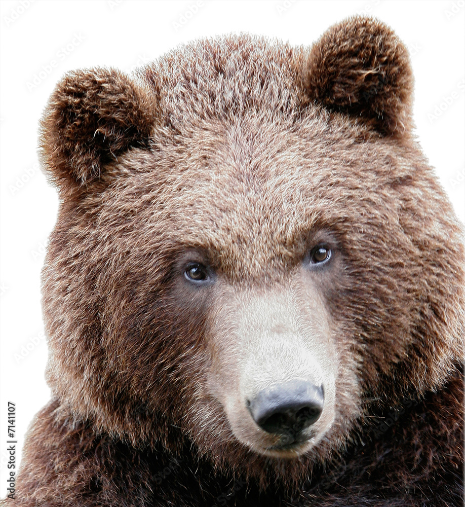 Oso Oso