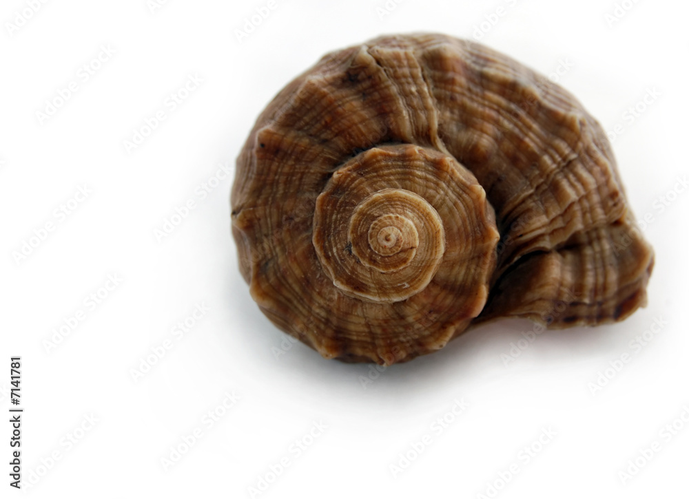 colored spiral shell