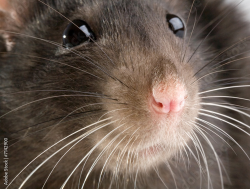rat