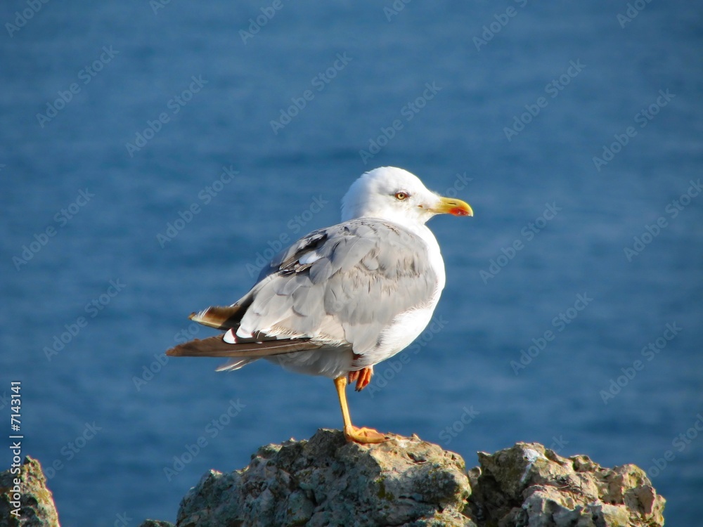 Fototapeta premium Seagull sitting on the cliff