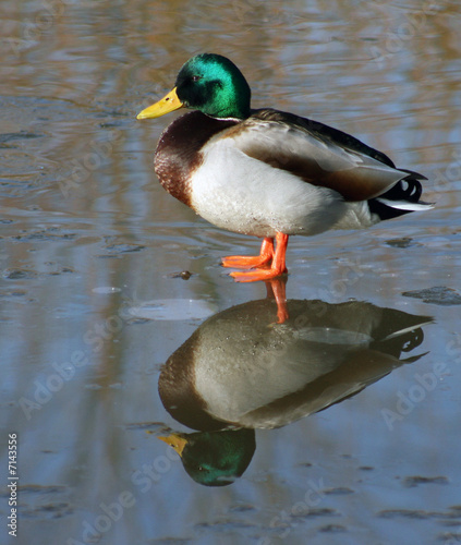 Duck with reflection