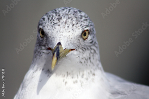 Seagull Closeup looking  straight