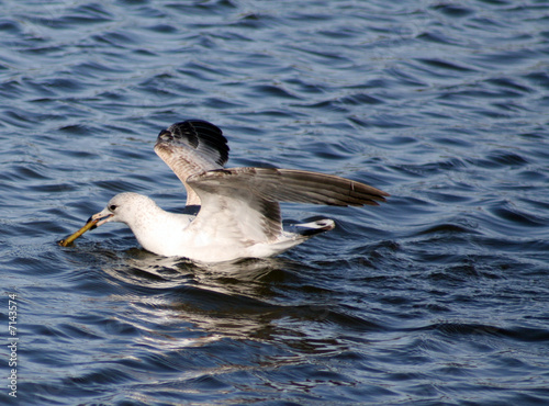Seagull carrying a stick in water