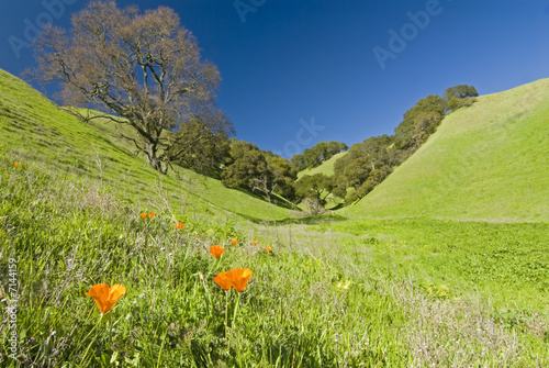 California in spring