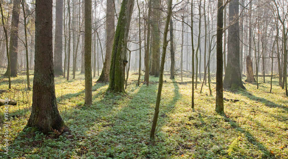Fototapeta premium Springtime at old natural forest with fresh floral bed