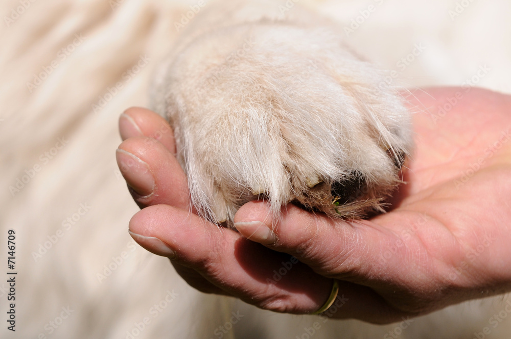 Bild Hundepfote und Hand: A Journey of Artistic Expression