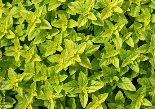 Oregano