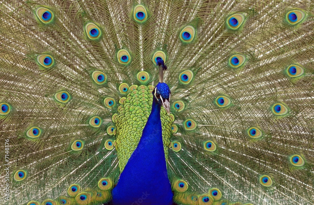 Obraz premium peacock
