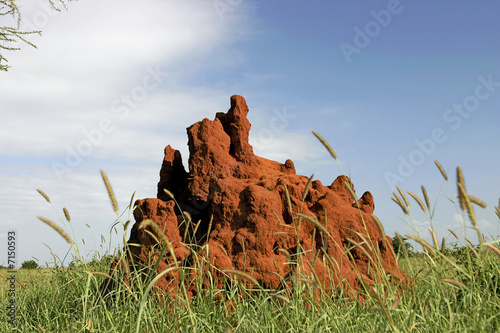 46 Termite Mound in Africa photo