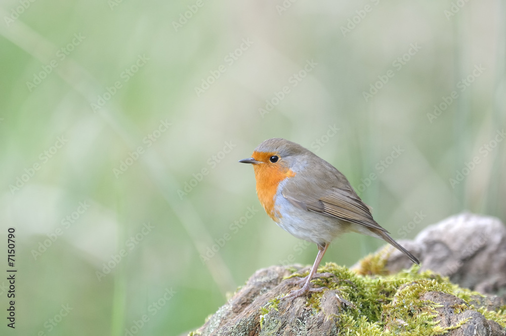 rouge gorge Erithacus rubecula rouge-gorge rougegorge rouge gorge Erithacus rubecula rouge-gorge rougegorge