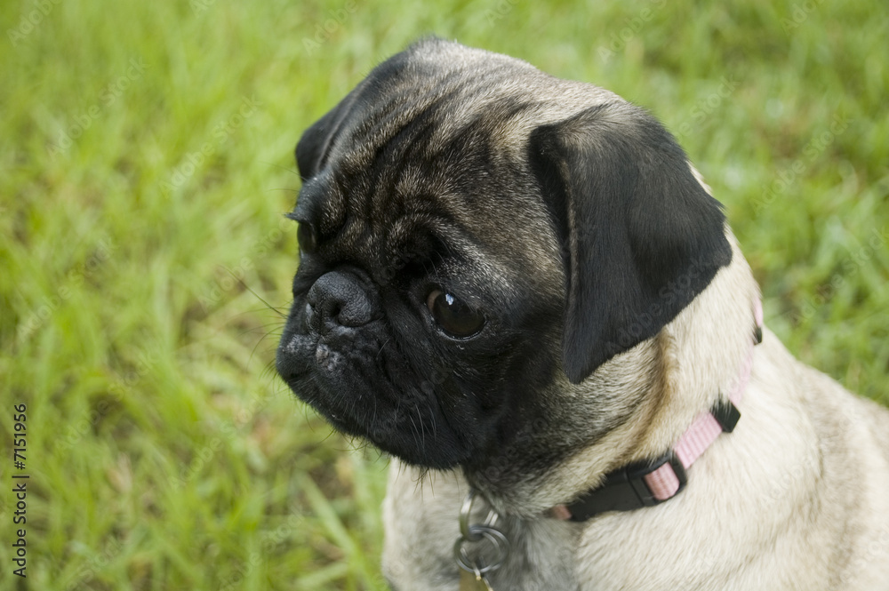Obraz premium Concerned Pug