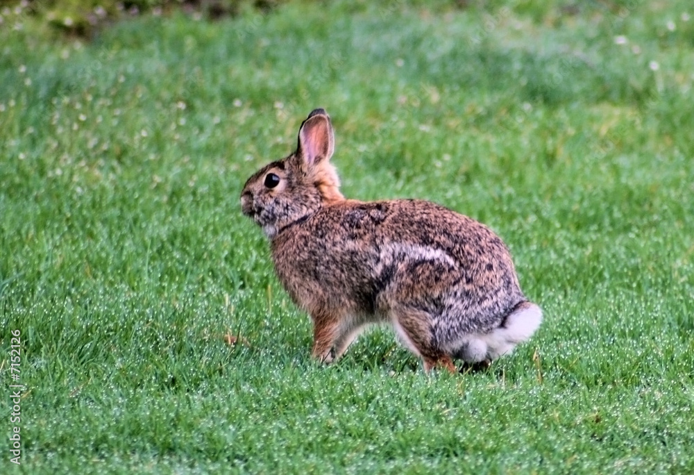 Fototapeta premium Rabbit sitting on grass