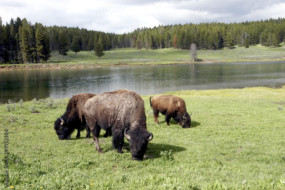 156 Bison or Buffalo in Yellowstone National Park 156 Bison or Buffalo in Yellowstone National Park