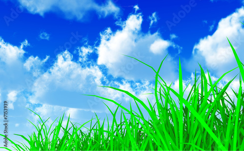 grass and sky