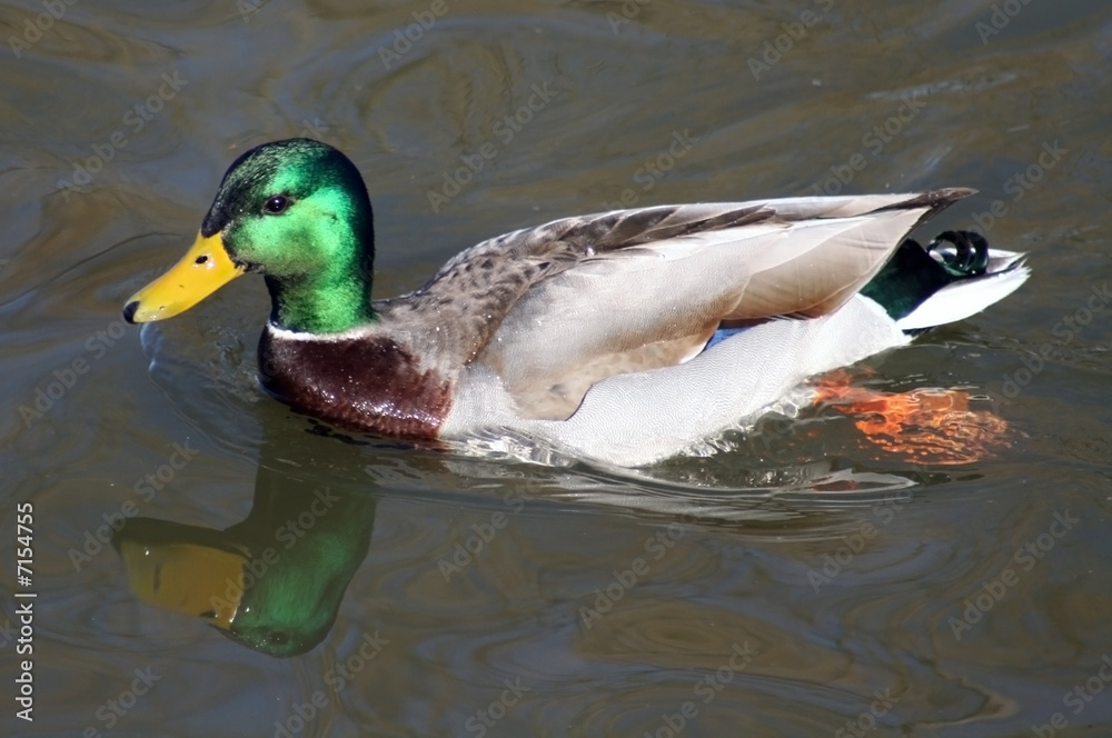Fototapeta premium Duck swimming in Water