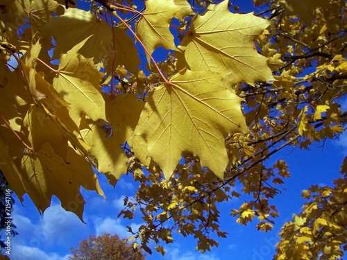 Maple leafs in Autumn