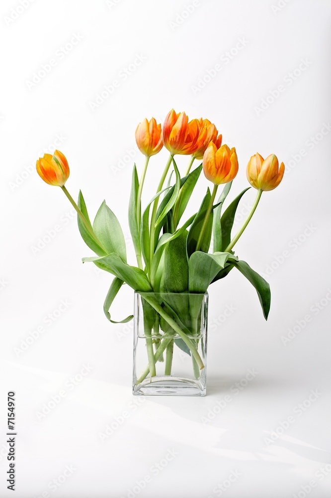 Tulpen Tulpen