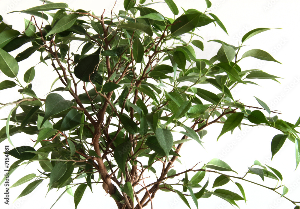 tree tree
