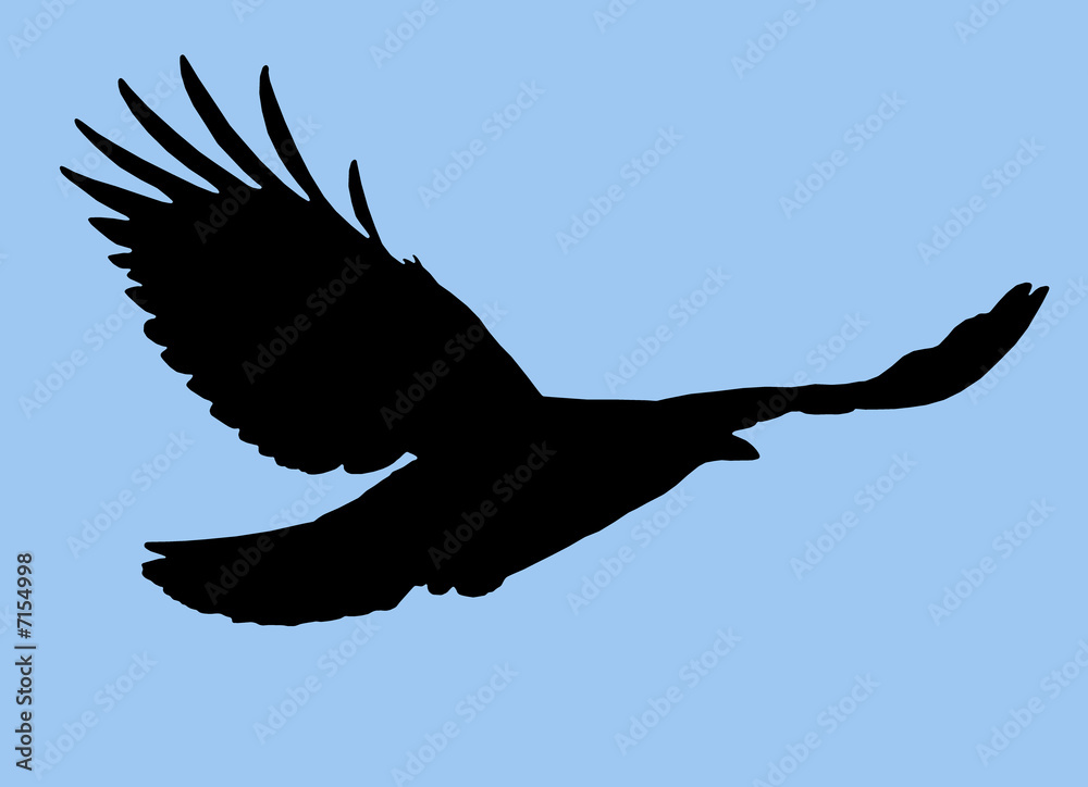Obraz premium Bird Silhouette