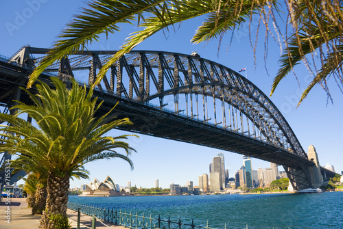 Sydney Harbour Bridge Palm Trees