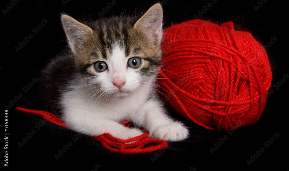 chaton chat bébé animal mignon triste ami fidèle félin Stock Photo | Adobe  Stock