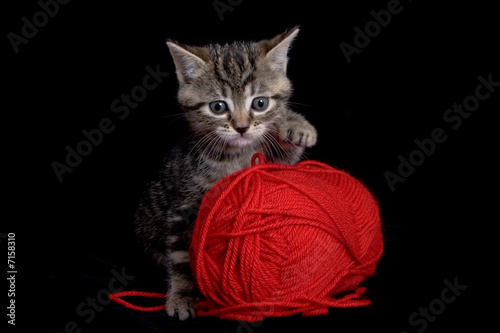 chat chaton bébé animal jouer pelote mignon photo