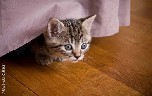 chaton chat curieux caché intérêt intéressé bébé 