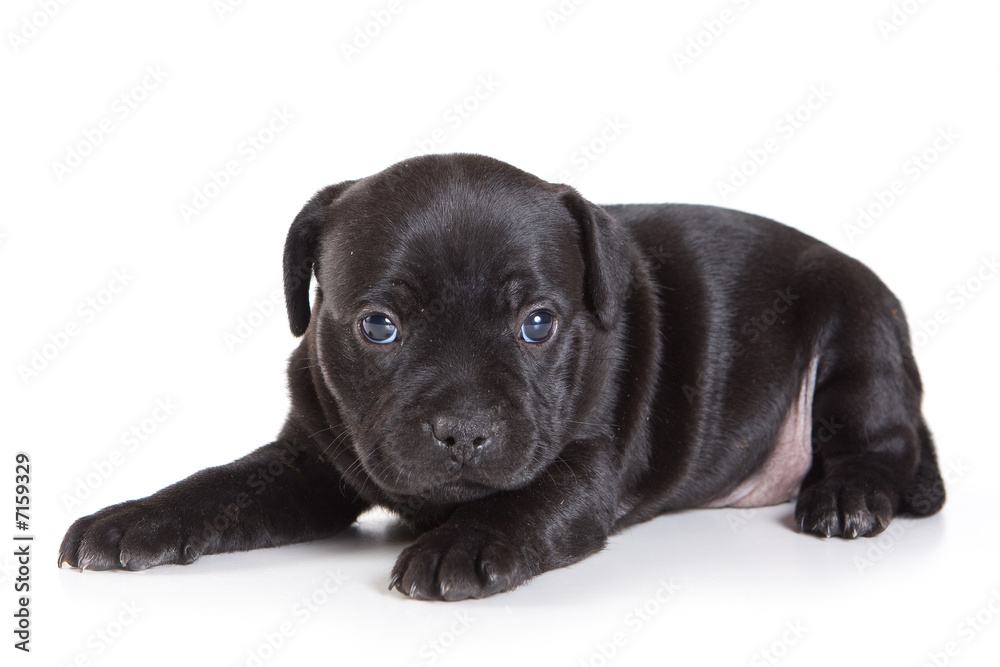 Staffordshire Bull Terrier puppy on white Staffordshire Bull Terrier puppy on white