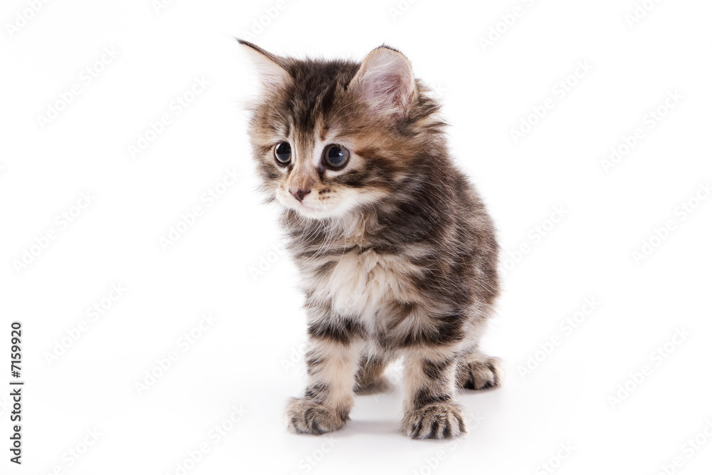 Obraz premium Kuril Bobtail kitten on white