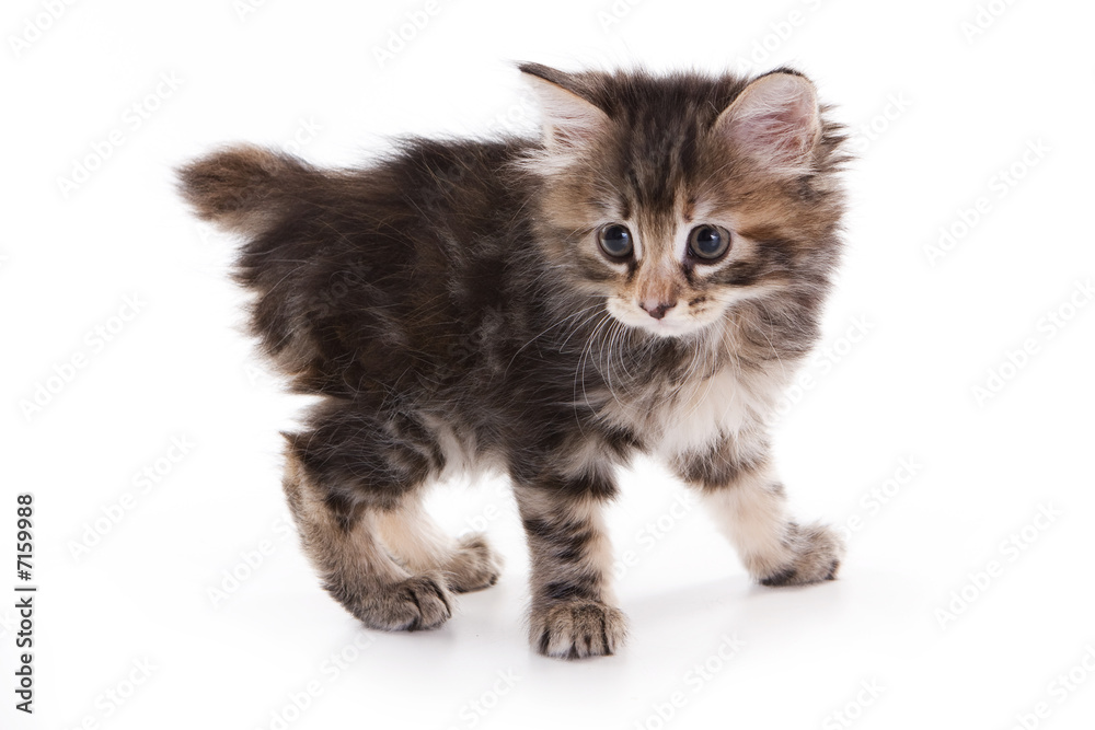 Obraz premium Kuril Bobtail kitten on white