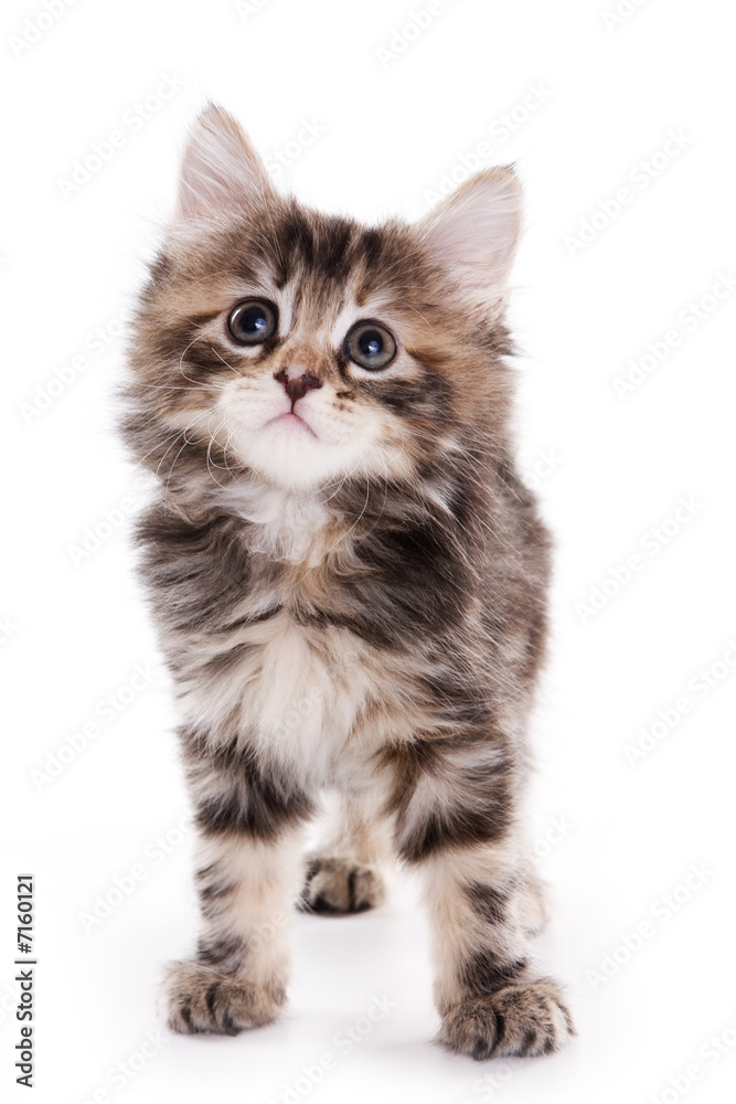 Kuril Bobtail kitten on white Kuril Bobtail kitten on white