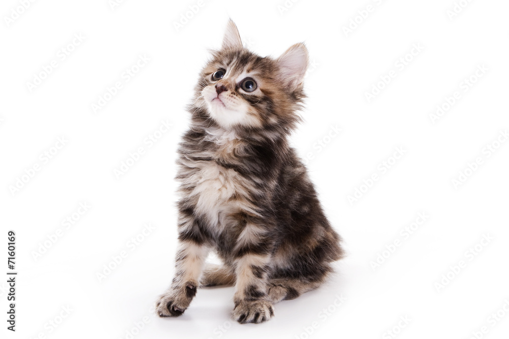 Kuril Bobtail kitten on white Kuril Bobtail kitten on white