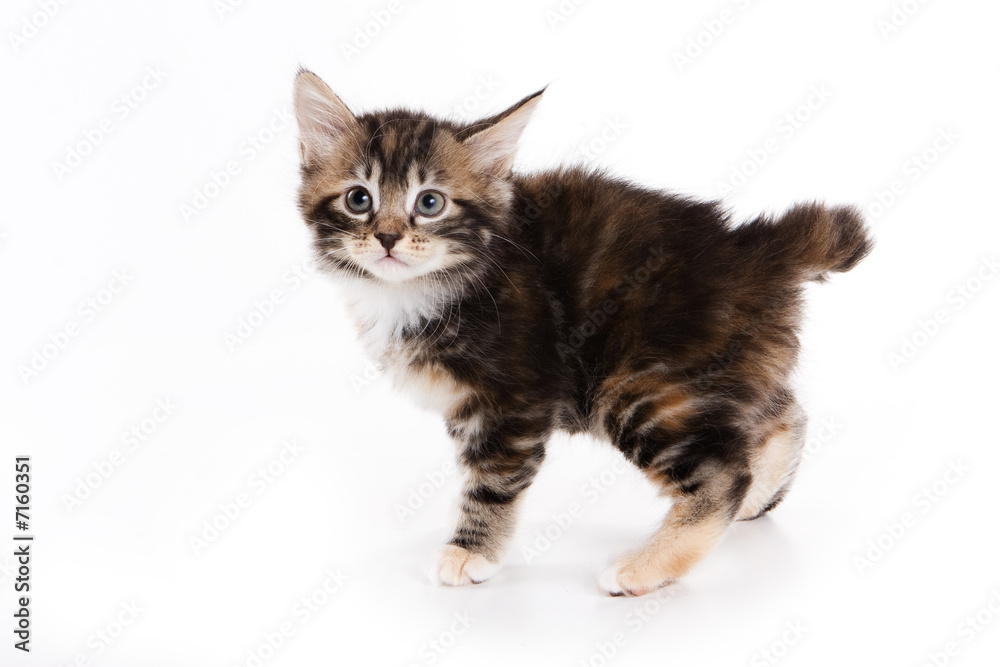 Kuril Bobtail kitten on white