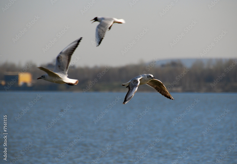 Fototapeta premium gull