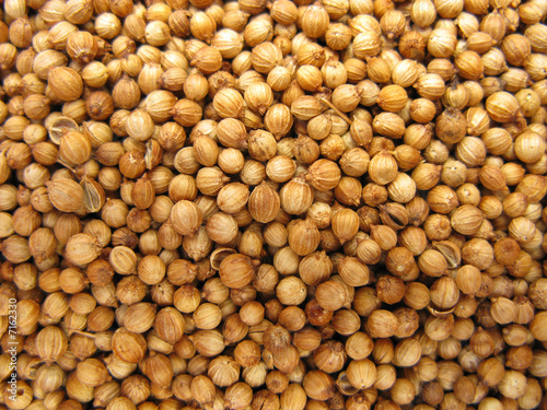 Coriander dried seeds  photo