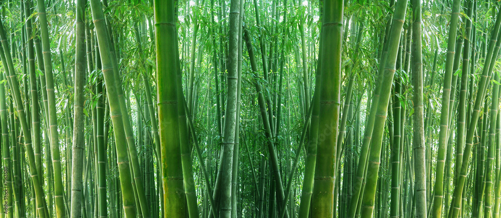 asian bamboo - obrazy, fototapety, plakaty 
