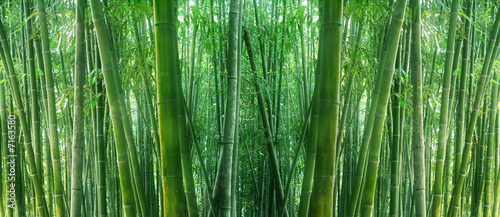asian bamboo