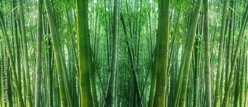 Obraz  z motywem asian bamboo