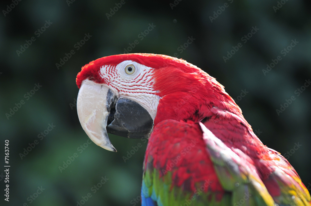 Fototapeta premium Parrot Macaw