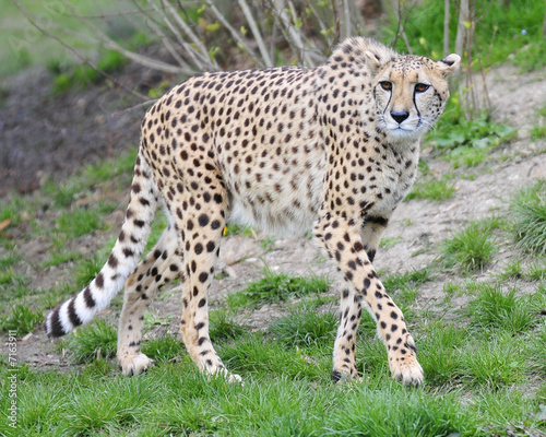 Cheetah © Windsor