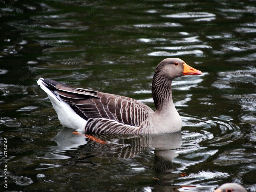 Fototapeta premium duck