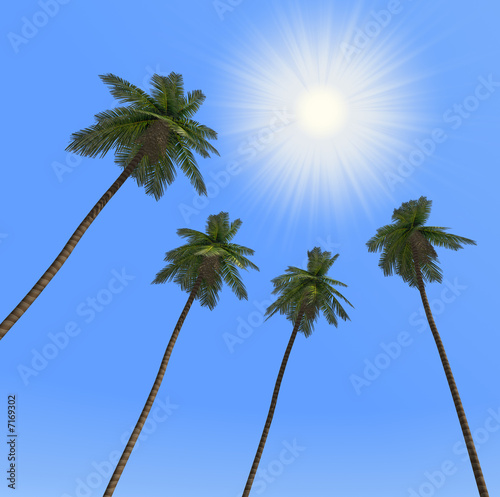 Palm trees and the sun