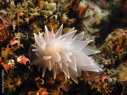 Alabaster Nudibranch (Dirona albolineata)