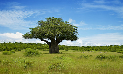 Leinwandbilder Baobab Baumlandschaft in der afrikanischen Wildnis  © Ray