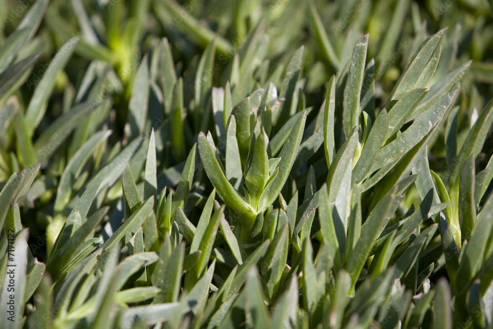 Obraz premium Ice Plant Background