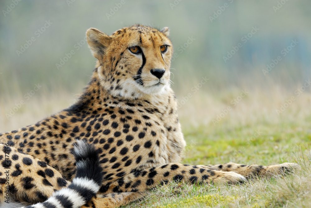 beautiful cheetah beautiful cheetah